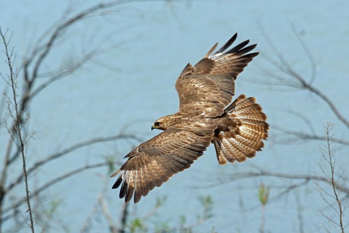Красноплечий канюк Buteo lineatus