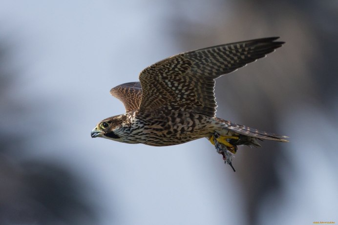 Канюк Сарыч