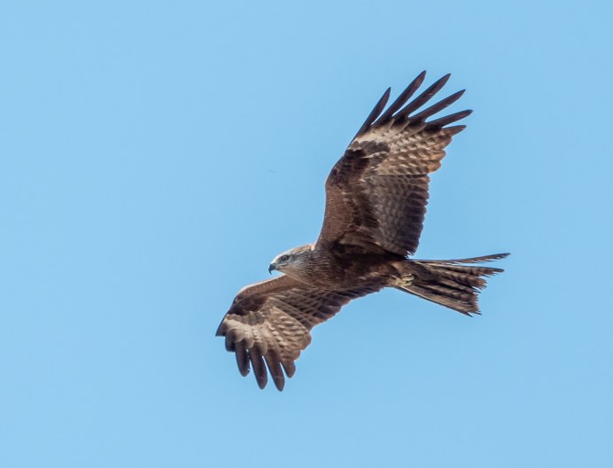 Канюк обыкновенный в полете