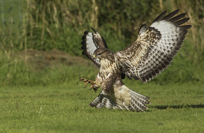 Краснохвостый Сарыч