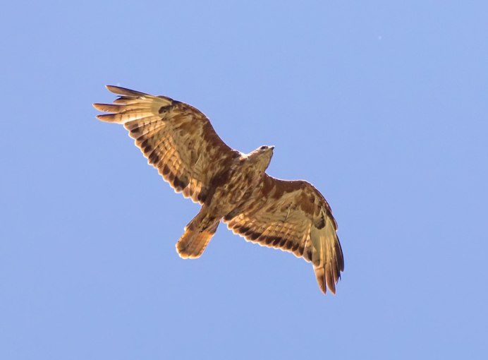 Краснохвостый ястреб - краснохвостый канюк