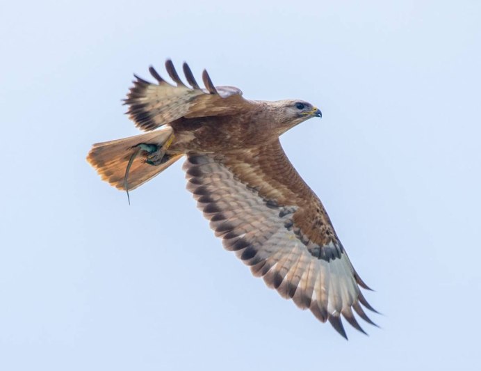 Саранчовый канюк