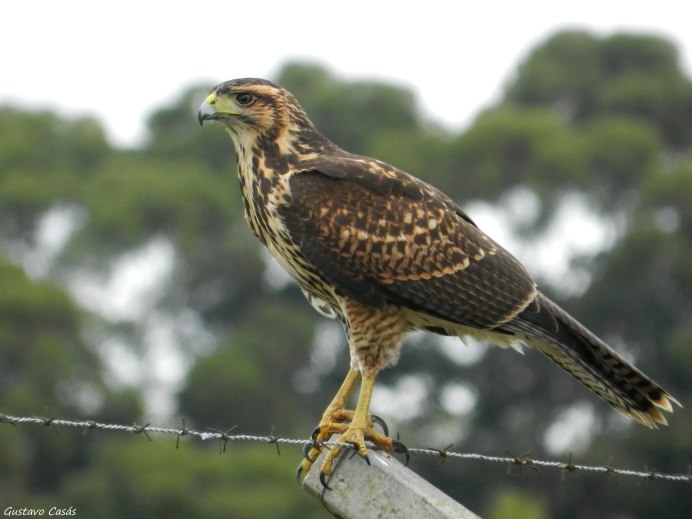 Краснохвостый канюк