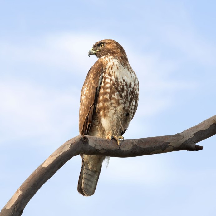 Краснохвостый Сарыч птица