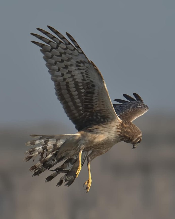 Ястребы в Техасе