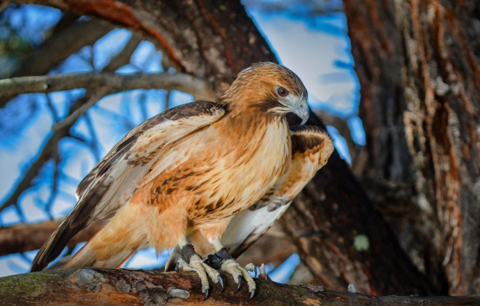 Лунь канюк тетеревятник