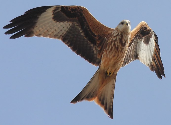 Птица хищник с длинным хвостом