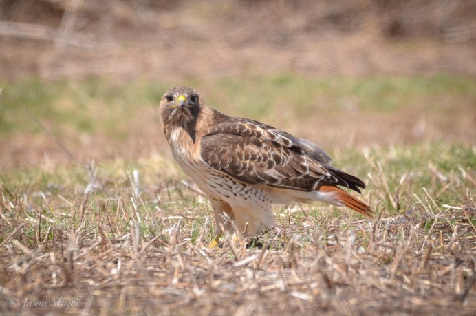 Амазарский ястреб