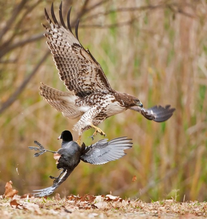 Коршун подмосковный