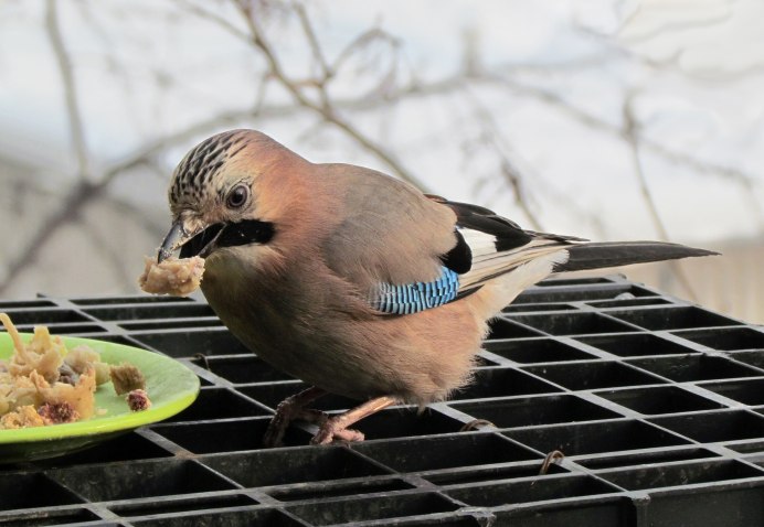Garrulus lanceolatus гималайская Сойка
