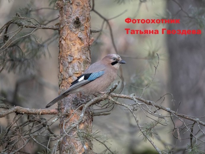 Птичка в полете