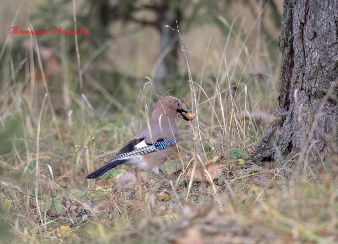 Кедровый свиристель Cedar Waxwing