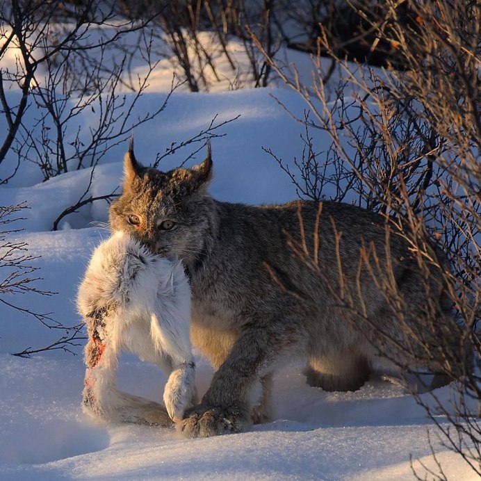 Lynx and Fox