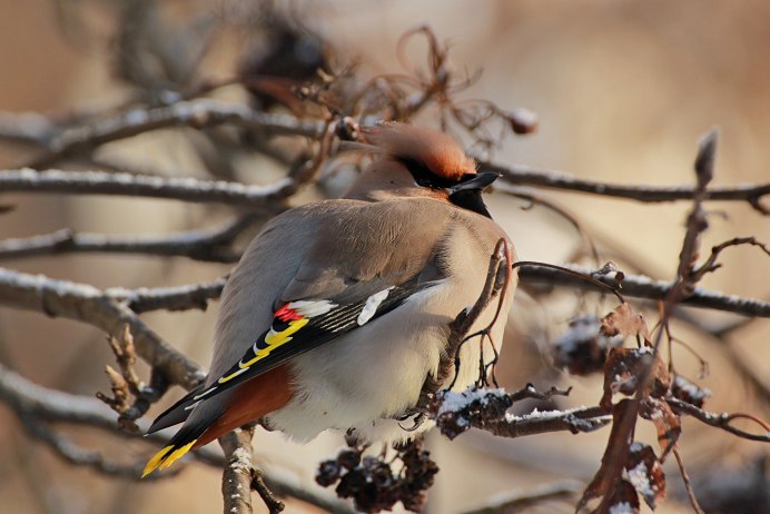 Свиристель обыкновенный (Bombycilla garrulus)