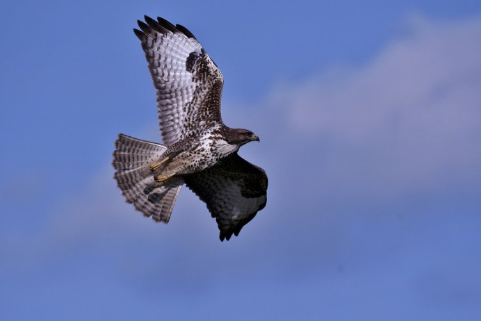 Коршун Зимняк