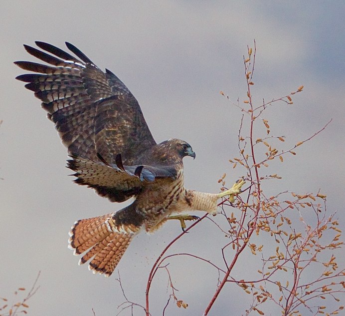 Хищные птицы Подмосковья в полете