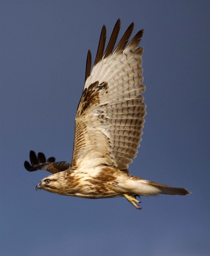 Сокол канюк