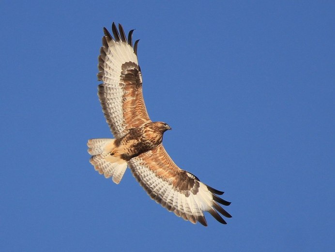 Канюк обыкновенный полет