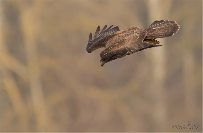 Ястреб канюк в полете