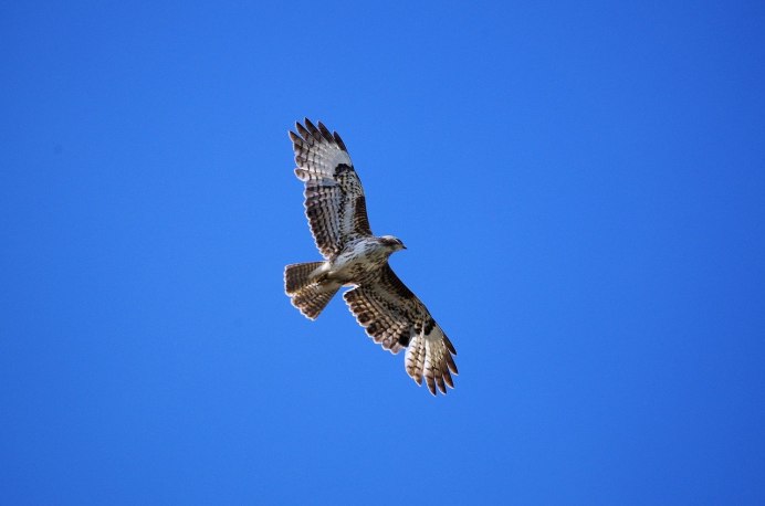 Степной Орел курганник