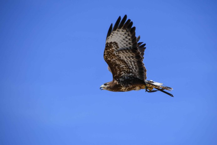 След Канюка