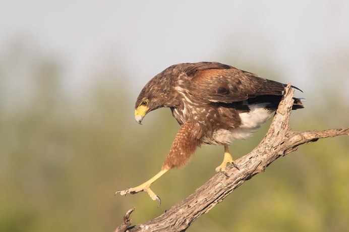 Саранчовый канюк