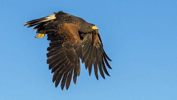 Ястребы в Техасе