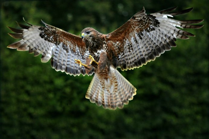 Сокол Сапсан ястреб Коршун