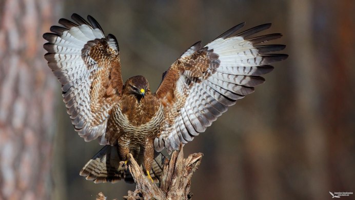 Обыкновенный канюк