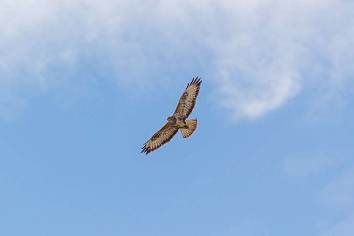 Канюк обыкновенный в полете