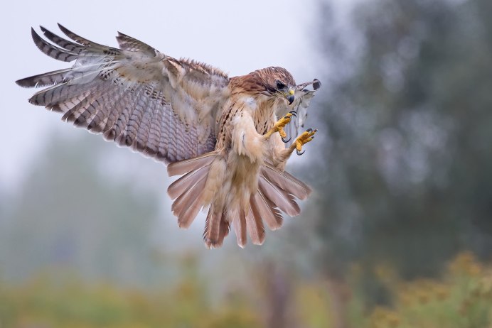 Ястребиный канюк