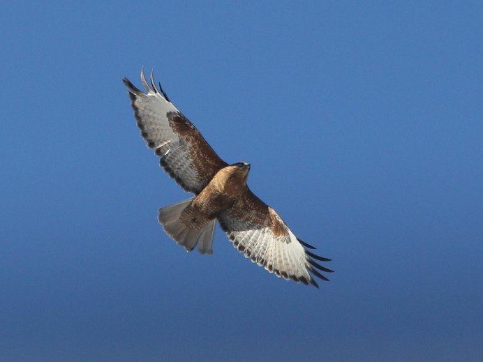 Канюк курганник в полете