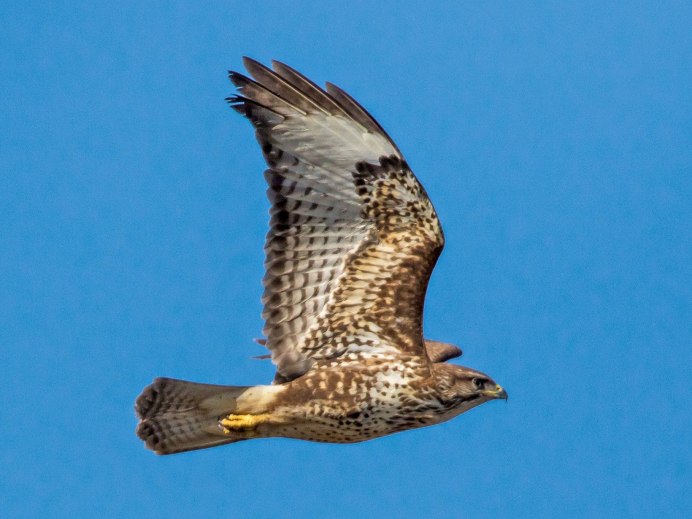 Галапагосские КАНЮКИ