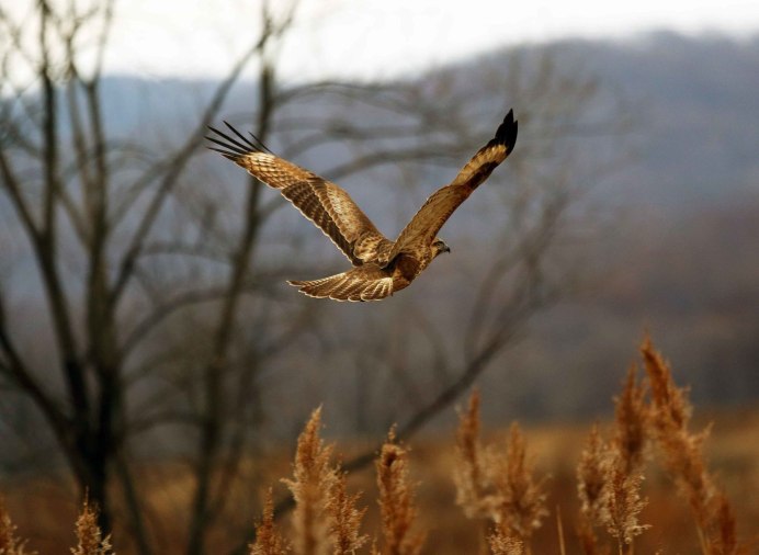Степной Орел в полете