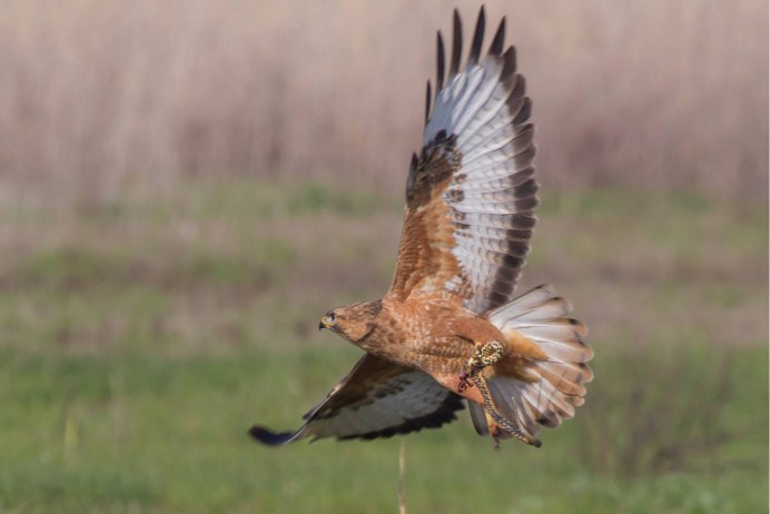 Галапагосский канюк