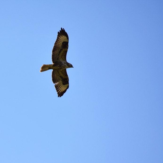 Канюк обыкновенный перелет