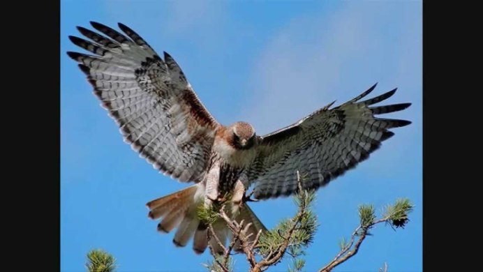 Канюк охотится