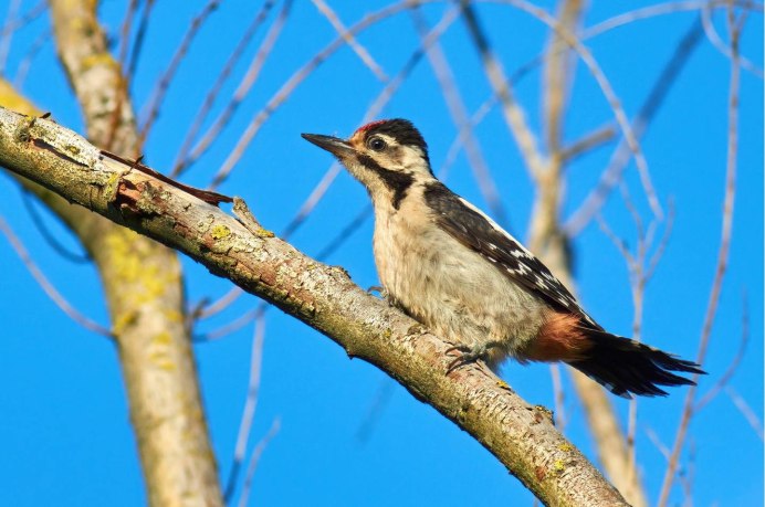 Сири́йский дя́тел Dendrocopos syriacus