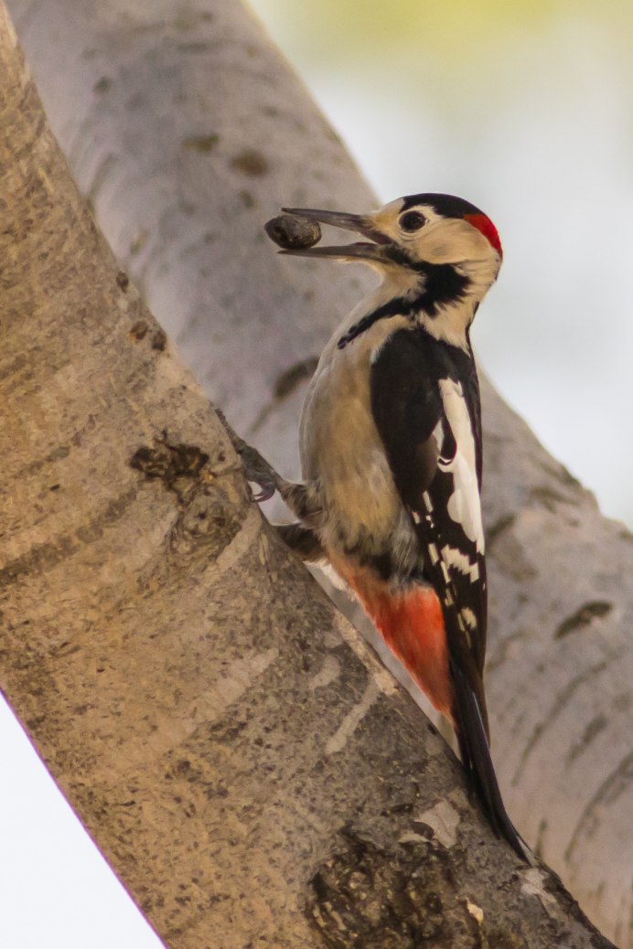 Сири́йский дя́тел Dendrocopos syriacus