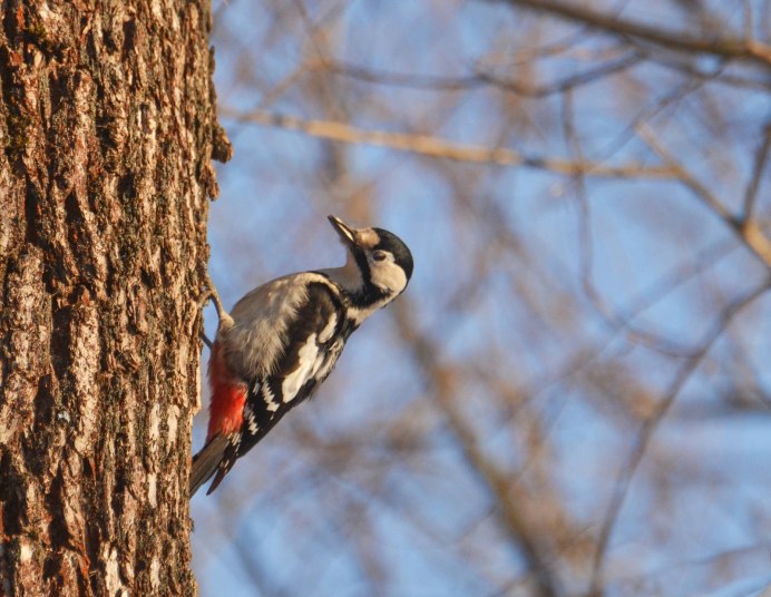 Сири́йский дя́тел Dendrocopos syriacus