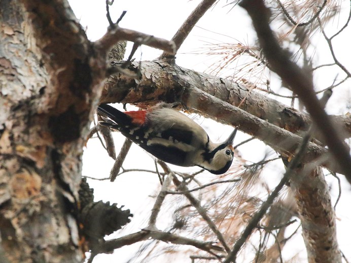 Syrian Woodpecker