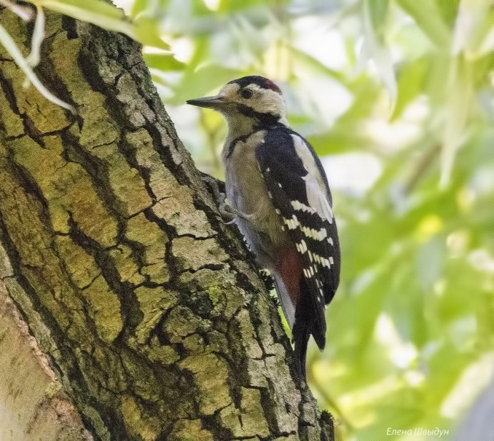 Сирийский дятел Dendrocopos syriacus