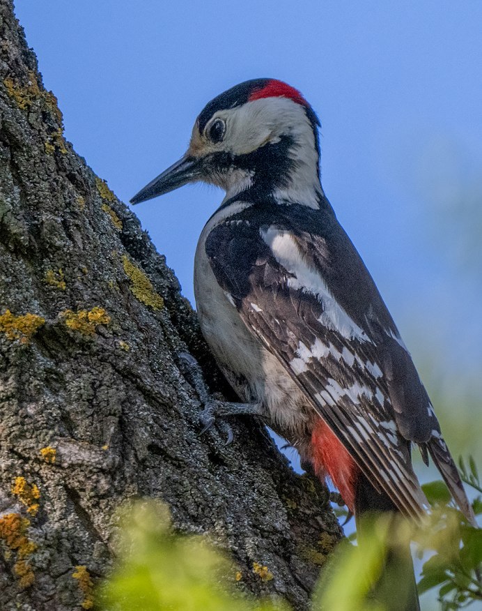 Syrian Woodpecker