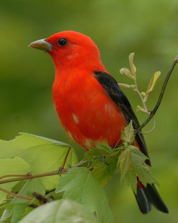 Зеленый попугай с красным клювом