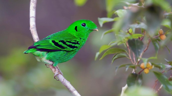 Антиподов какарики