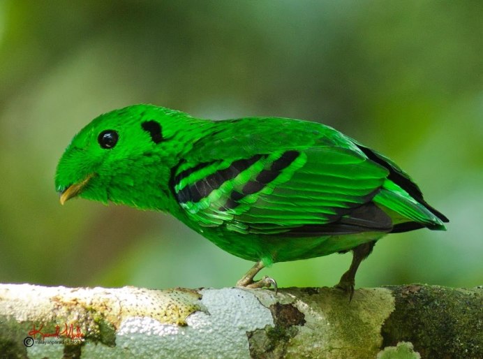 Краснохохлый турако