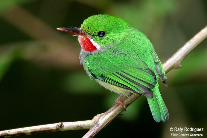 Малый зелёный рогоклюв