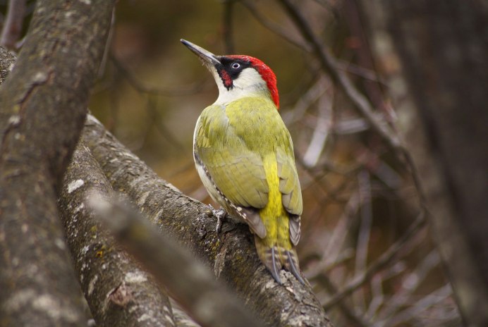 Picus viridis (зеленый дятел)