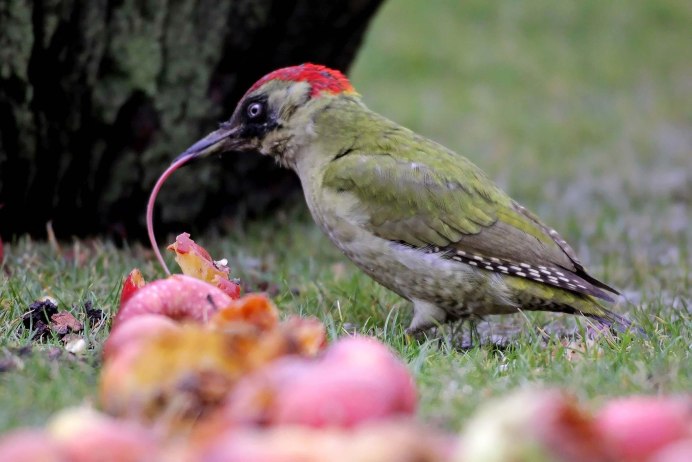 Рогоклюв птица