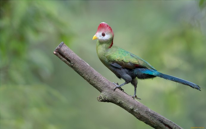 Сейшельский кольчатый попугай